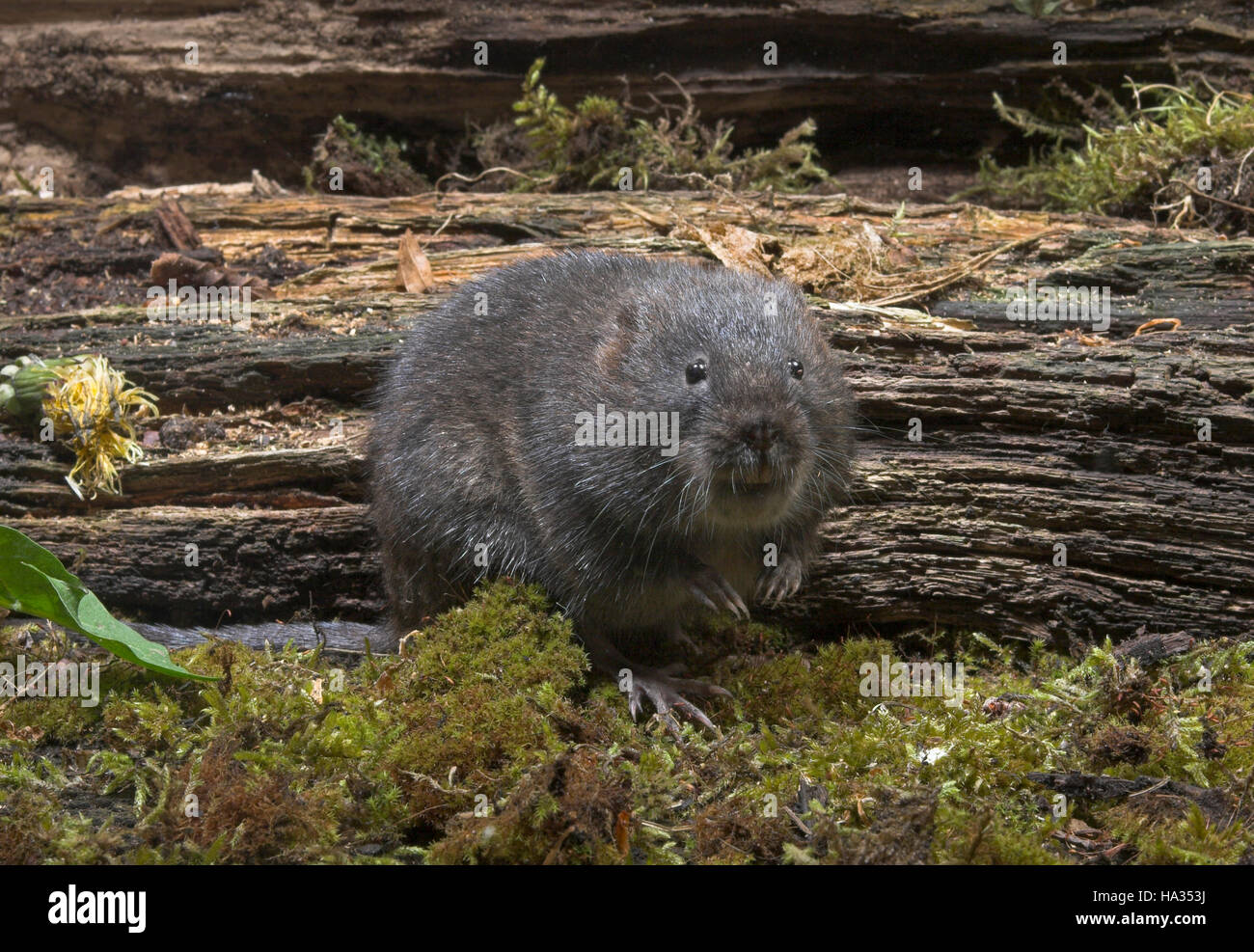 Schermaus, Ostschermaus, Ost-Schermaus Große Wühlmaus, Arvicola terrestris, acqua settentrionale vole, Campagnol aquatique ou taupier di ratto Foto Stock