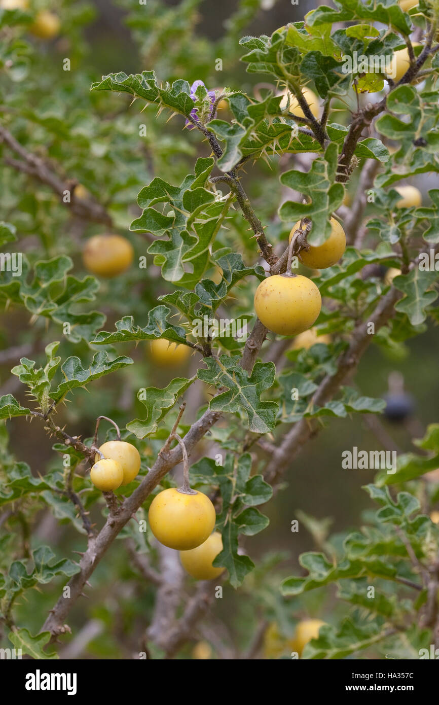 Sodomsapfel, Sodoms-Apfel, Früchte, Solanum sodomeum, Solanum linnaeanum, Devil's Apple, Apple di Sodoma, Solanaceae Nachtschattengewächse Foto Stock