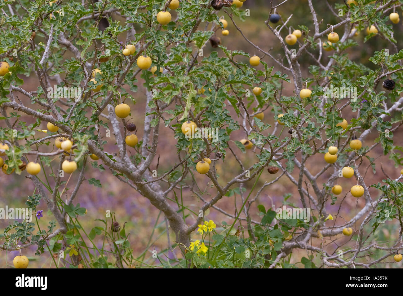 Sodomsapfel, Sodoms-Apfel, Früchte, Solanum sodomeum, Solanum linnaeanum, Devil's Apple, Apple di Sodoma, Solanaceae Nachtschattengewächse Foto Stock