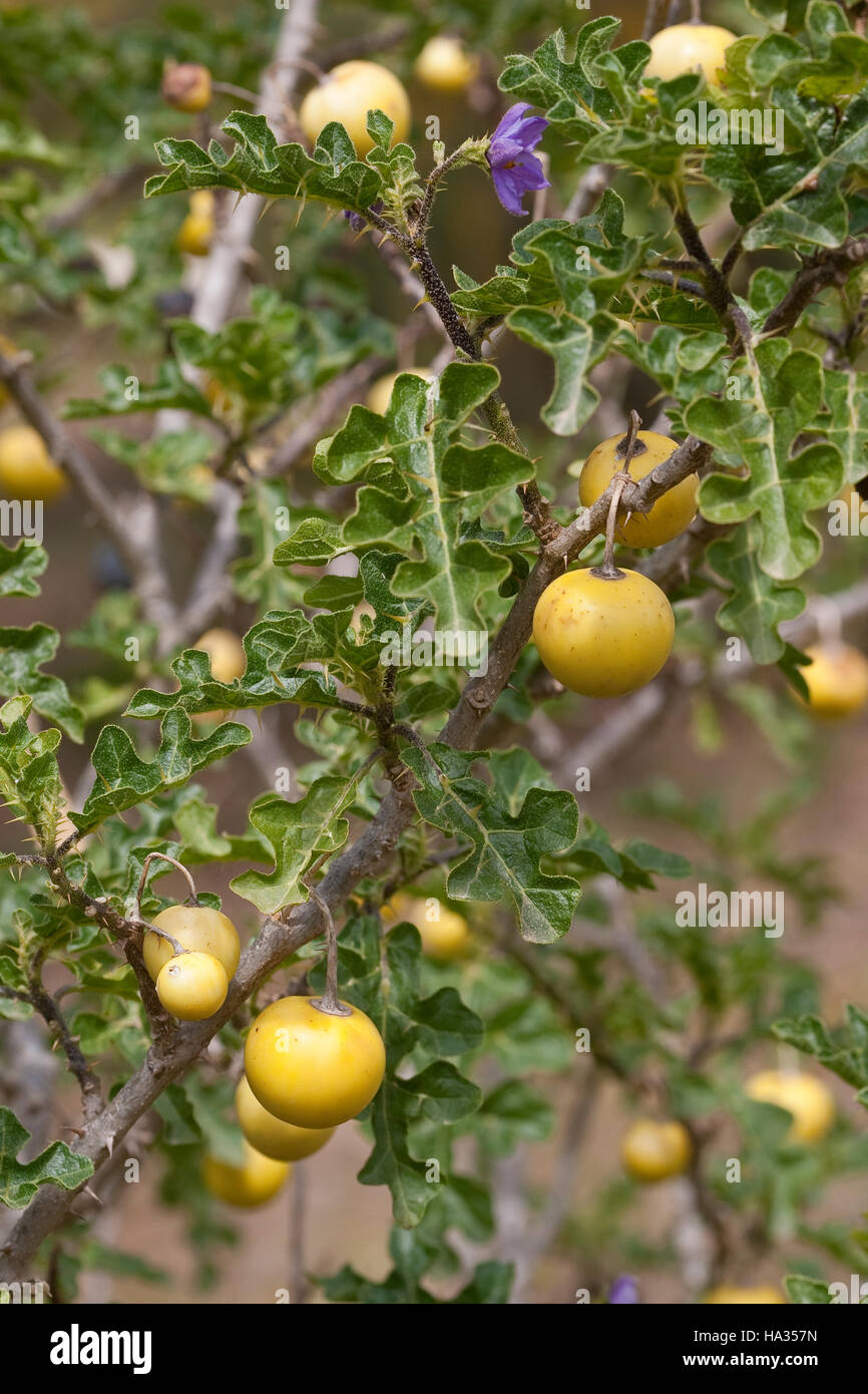 Sodomsapfel, Sodoms-Apfel, Früchte, Solanum sodomeum, Solanum linnaeanum, Devil's Apple, Apple di Sodoma, Solanaceae Nachtschattengewächse Foto Stock