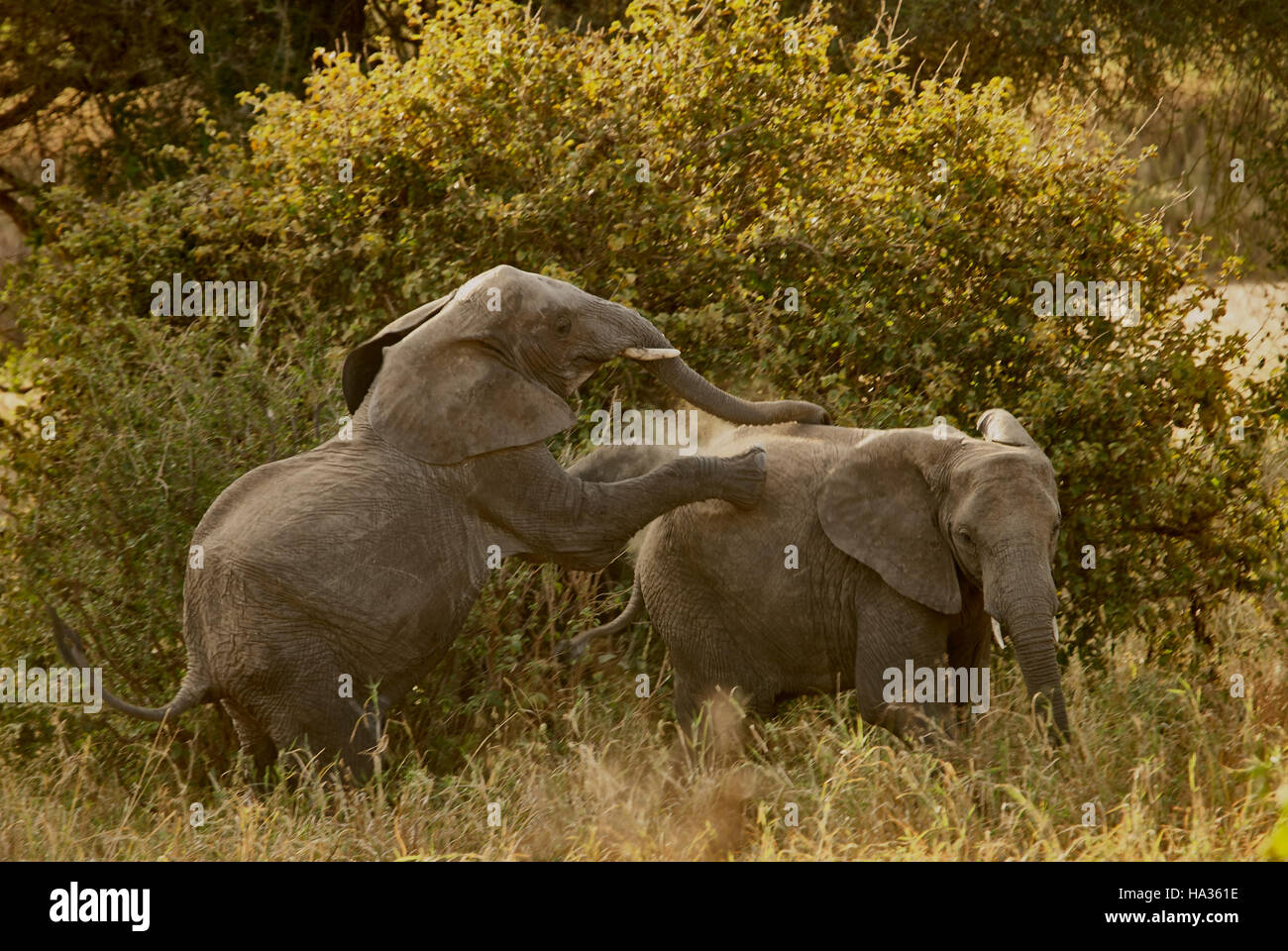 Giovani elefanti in un gioco di wrestling Foto Stock