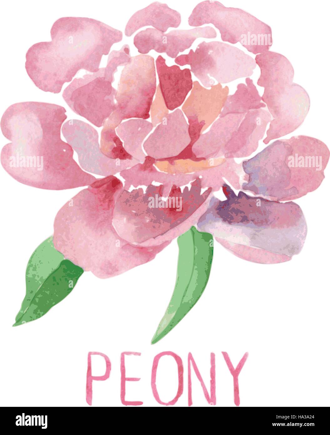 Splendida Peonia Rosa fiore. Illustrazione ad acquerello Illustrazione Vettoriale