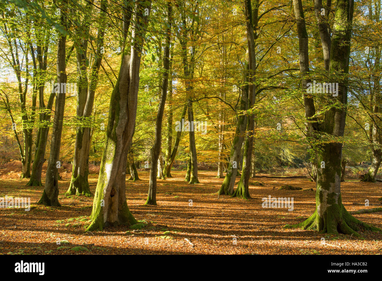 Nuova Foresta in autunno, Hampshire, Inghilterra, Regno Unito Foto Stock