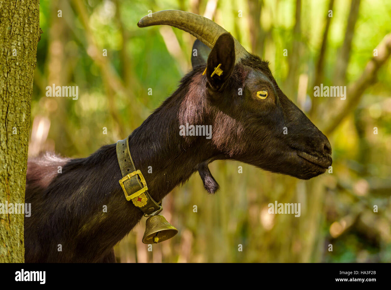 Capra domestica l'immagine del profilo con una campana al suo collo, pelo nero e lungo le corna, in un bosco vicino al villaggio di Quinten, Svizzera Foto Stock