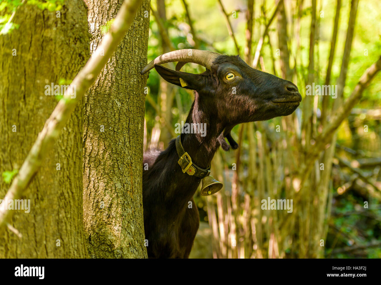 Immagine con una capra domestica, lunghe corna e pelo nero, da animali svizzeri ranch vicino al villaggio di Quinte, Svizzera Foto Stock