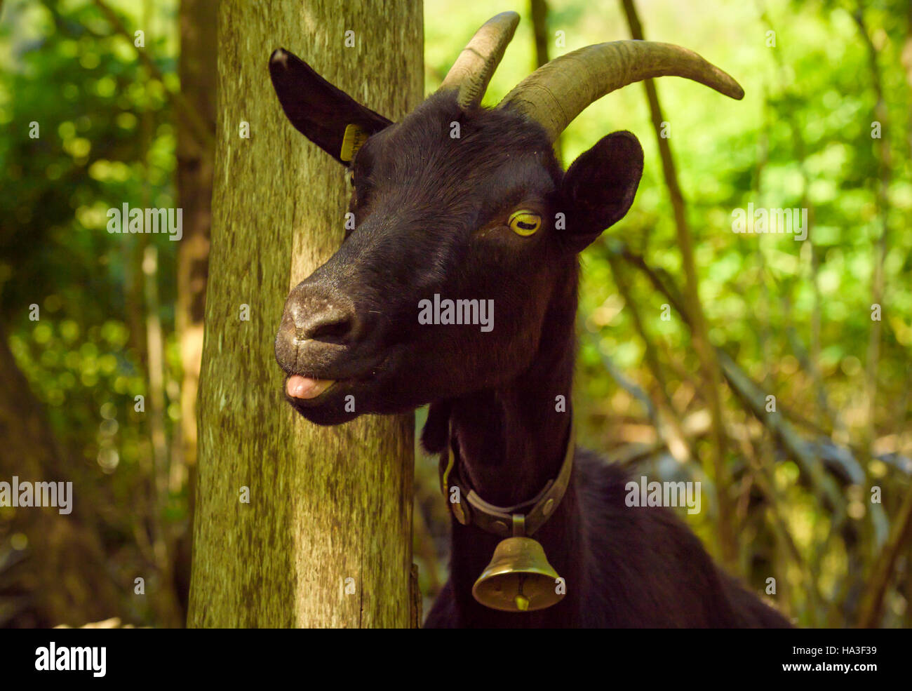 Animale divertente immagine catturata nel villaggio Quentin, Svizzera , con un domestico di capra nera con la lingua fuori e una campana al suo collo Foto Stock