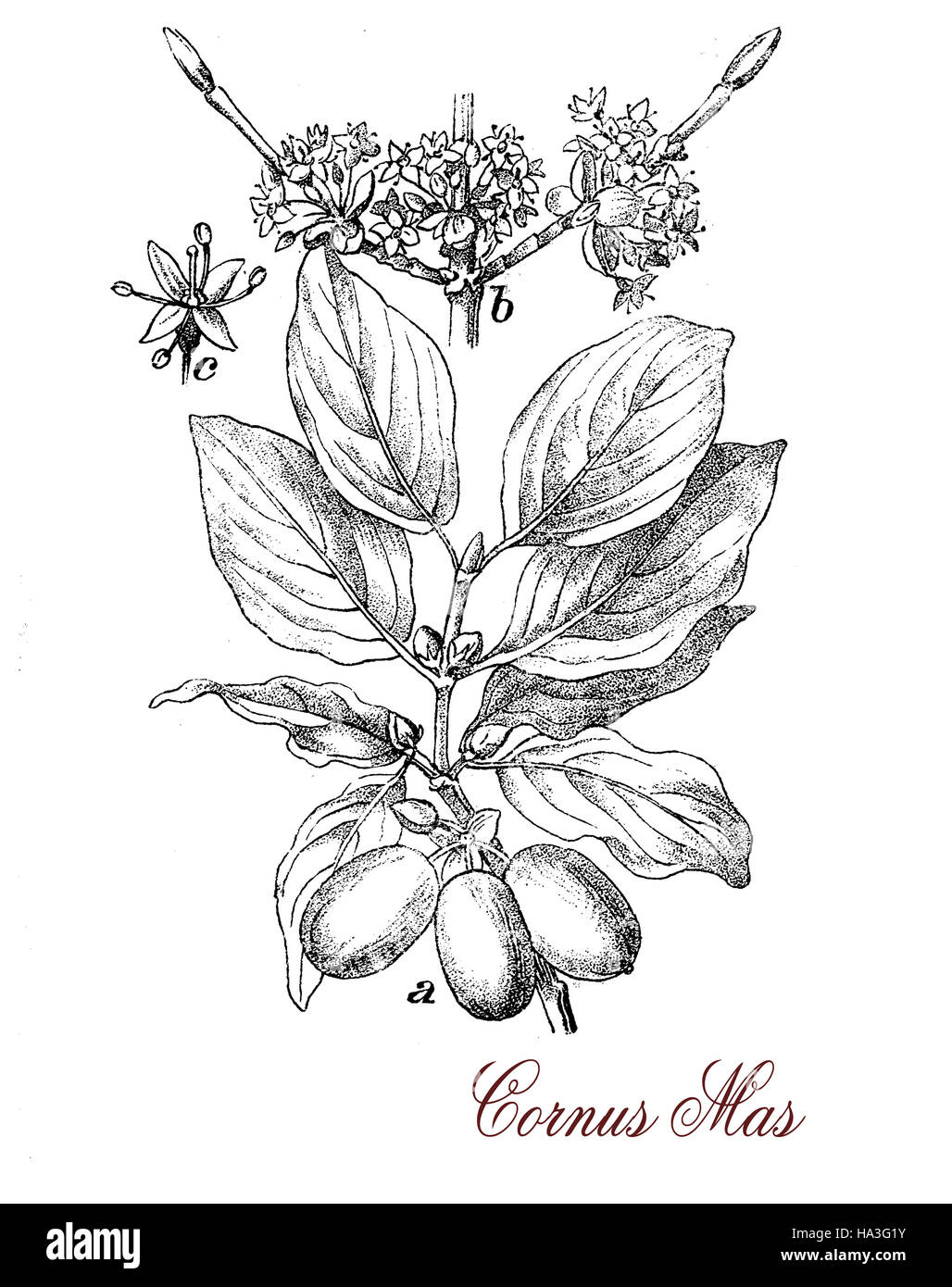 Il Corniolo è una pianta flowering con cluster di giallo dei fiori di piccole dimensioni, il frutto è un rosso drupa oblunga commestibile con sapore acido e con un seme all'interno. Utilizzato in medicina tradizionale cinese. Foto Stock