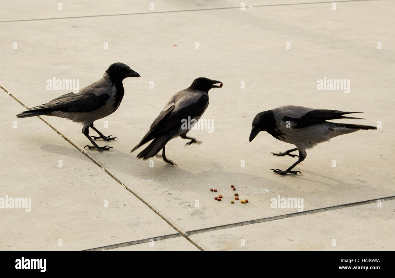 Tre corvi sul grigio asfalto la condivisione del cibo Foto Stock