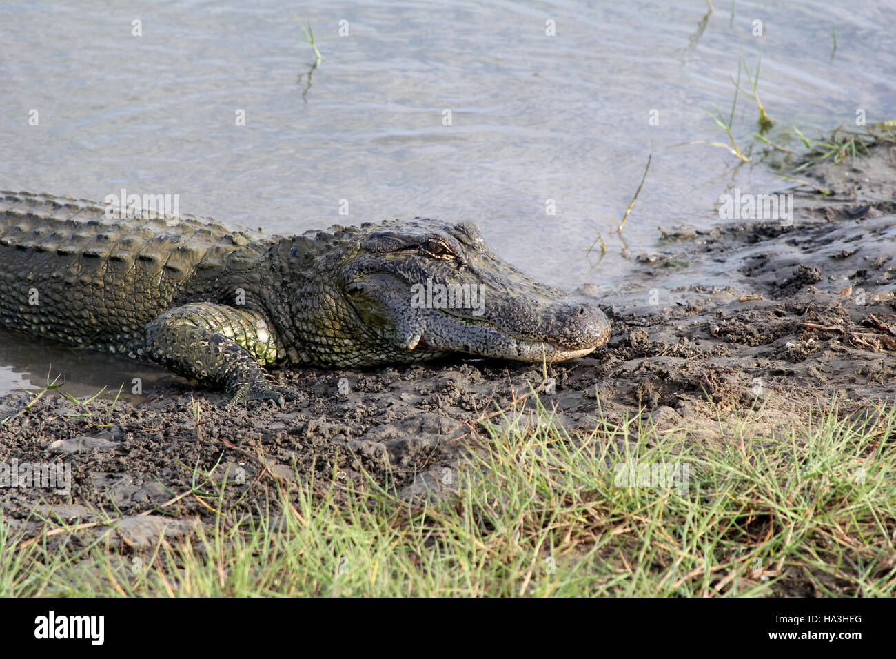 Primo piano della alligator andando su terreni a Airboats & alligatori in Grand Chenier Louisiana Foto Stock