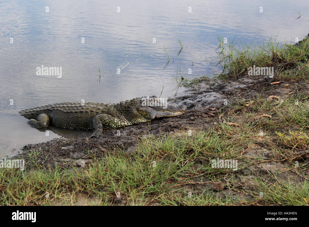 Alligatore andando su terreni a Airboats & alligatori in Grand Chenier, Louisiana Foto Stock