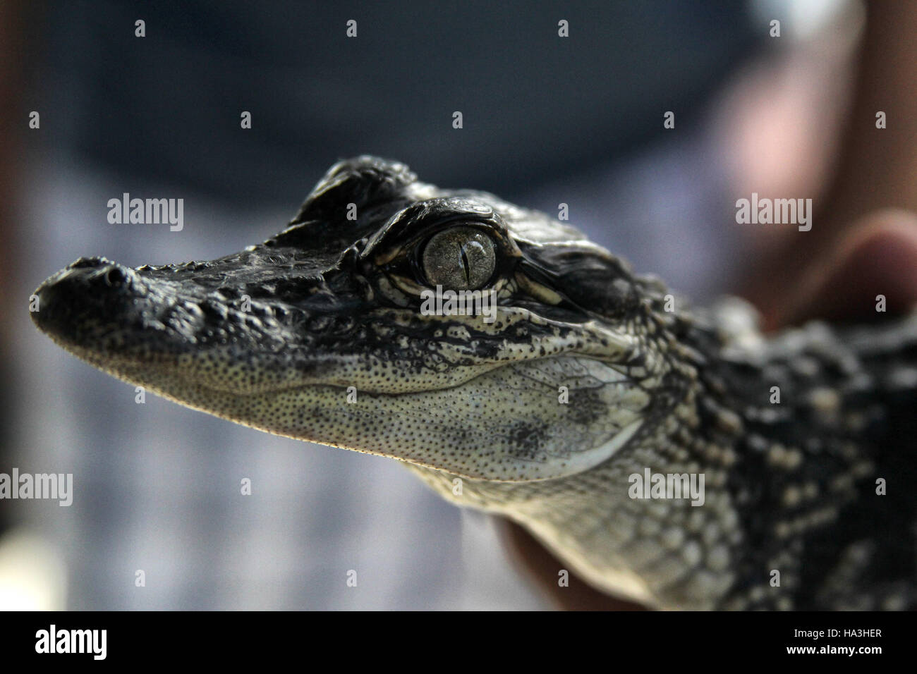 Piccolo alligatore a Airboats & alligatori in Grand Chenier Louisiana Foto Stock