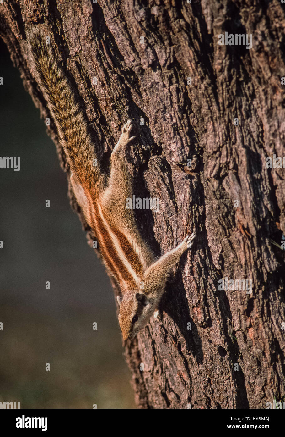 North Indian Palm o di scoiattolo Three-Striped Palm scoiattolo,(Funambulus palmarum), di Keoladeo Ghana National Park, Bharatpur, India Foto Stock