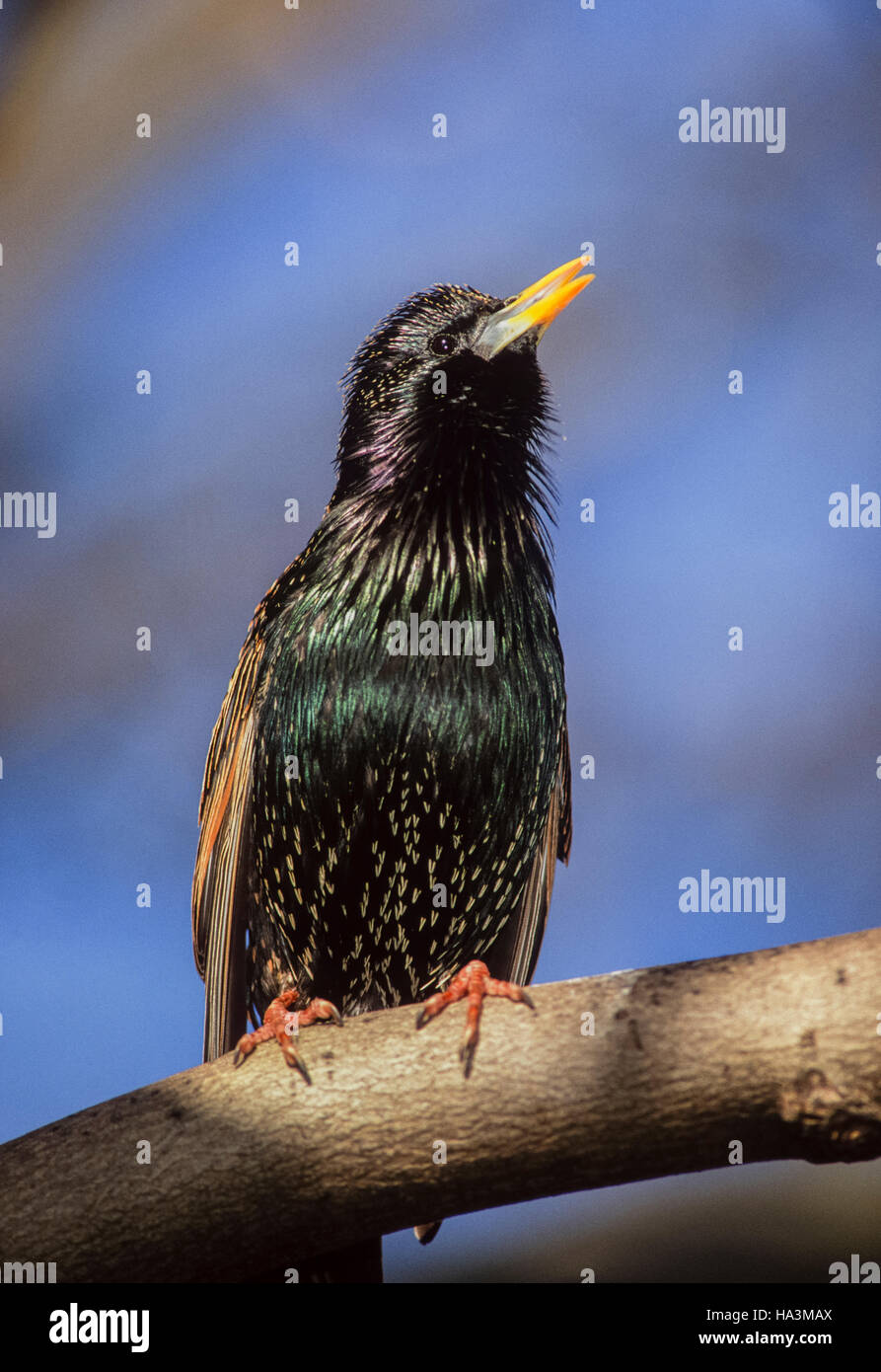 Starling comune o europeo, Starling (Sturnus vulgaris), maschio cantando/visualizzazione con collo disteso piume piume,Londra,UK Foto Stock