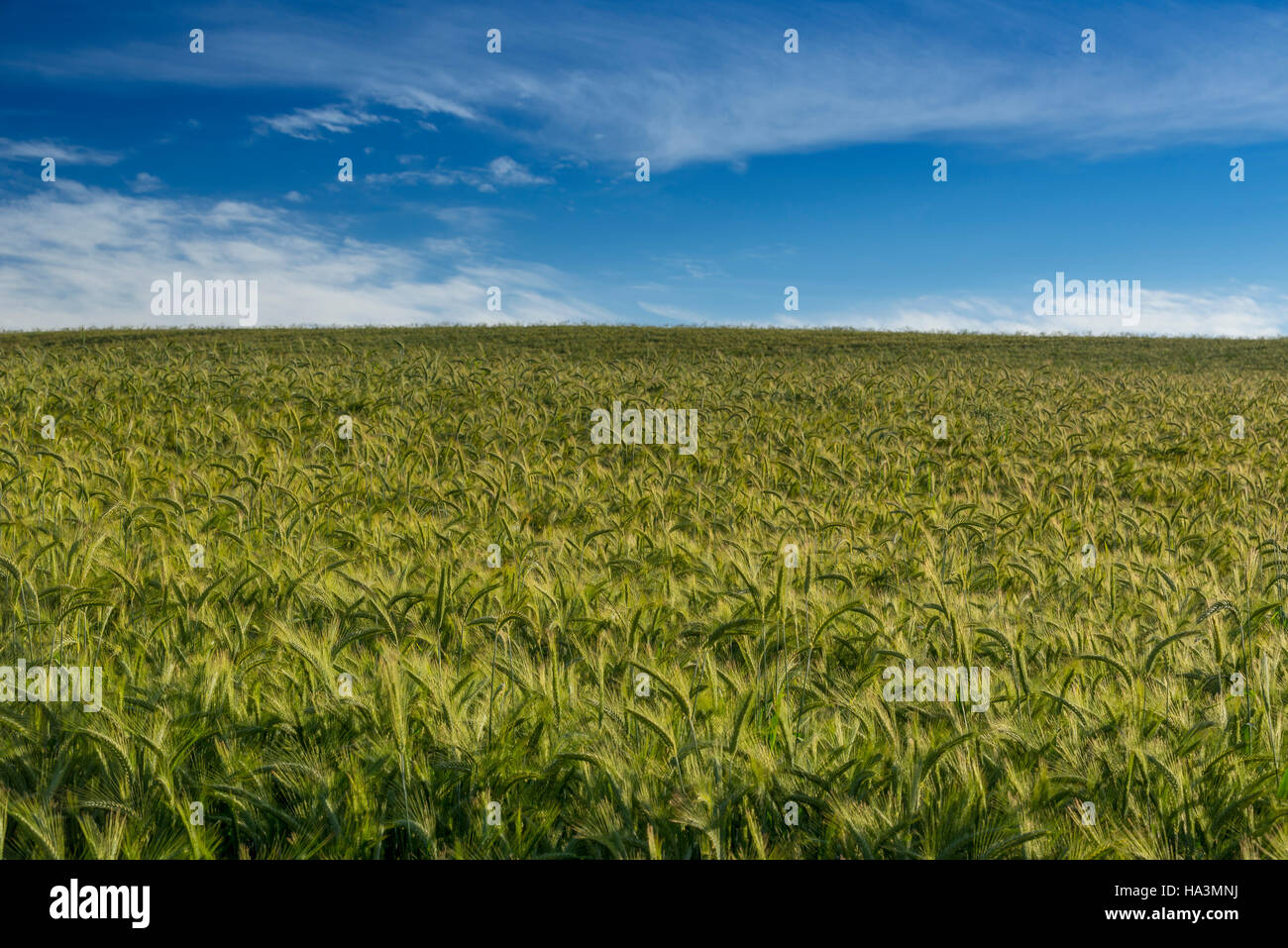 Piantagioni di frumento Foto Stock