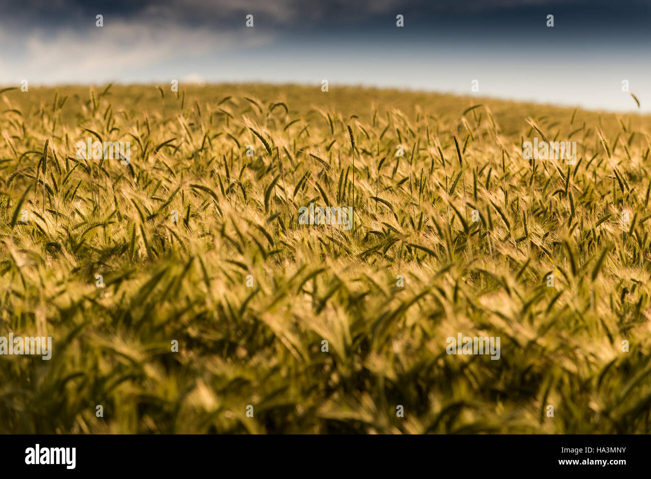 Plantaciones Foto Stock
