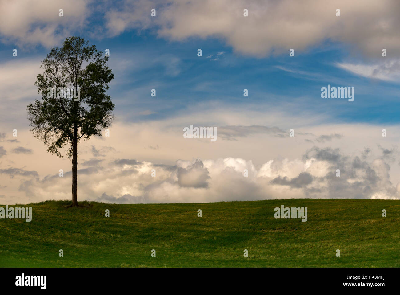 Albero Foto Stock