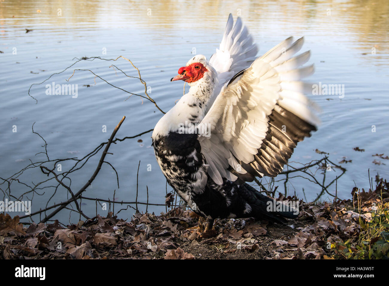 Serbia - un anatra muta (Cairina moschata) diffondere le sue ali sulla riva del fiume Foto Stock