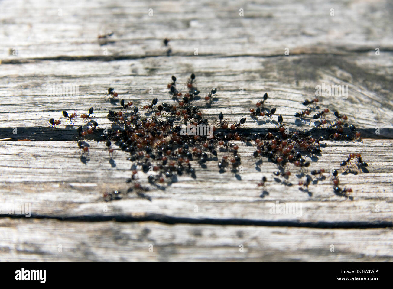 Colonia di Red Head formiche anche Formiche (Solenopsis invicta), clustering intorno a crack in legno, Isole Tremiti, Italia, Europa Foto Stock