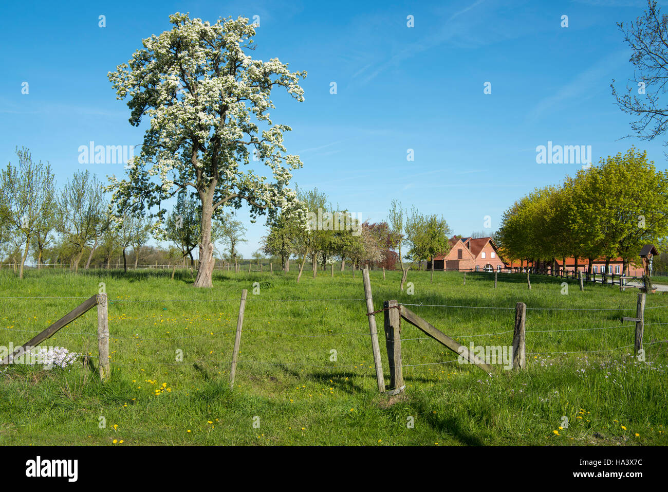 Deutschland, Renania settentrionale-Vestfalia, Kreis Warendorf, Stromberg, blühender Baum auf dem Weg zum ehemaligen Rittergut Haus Nottbeck, Foto Stock