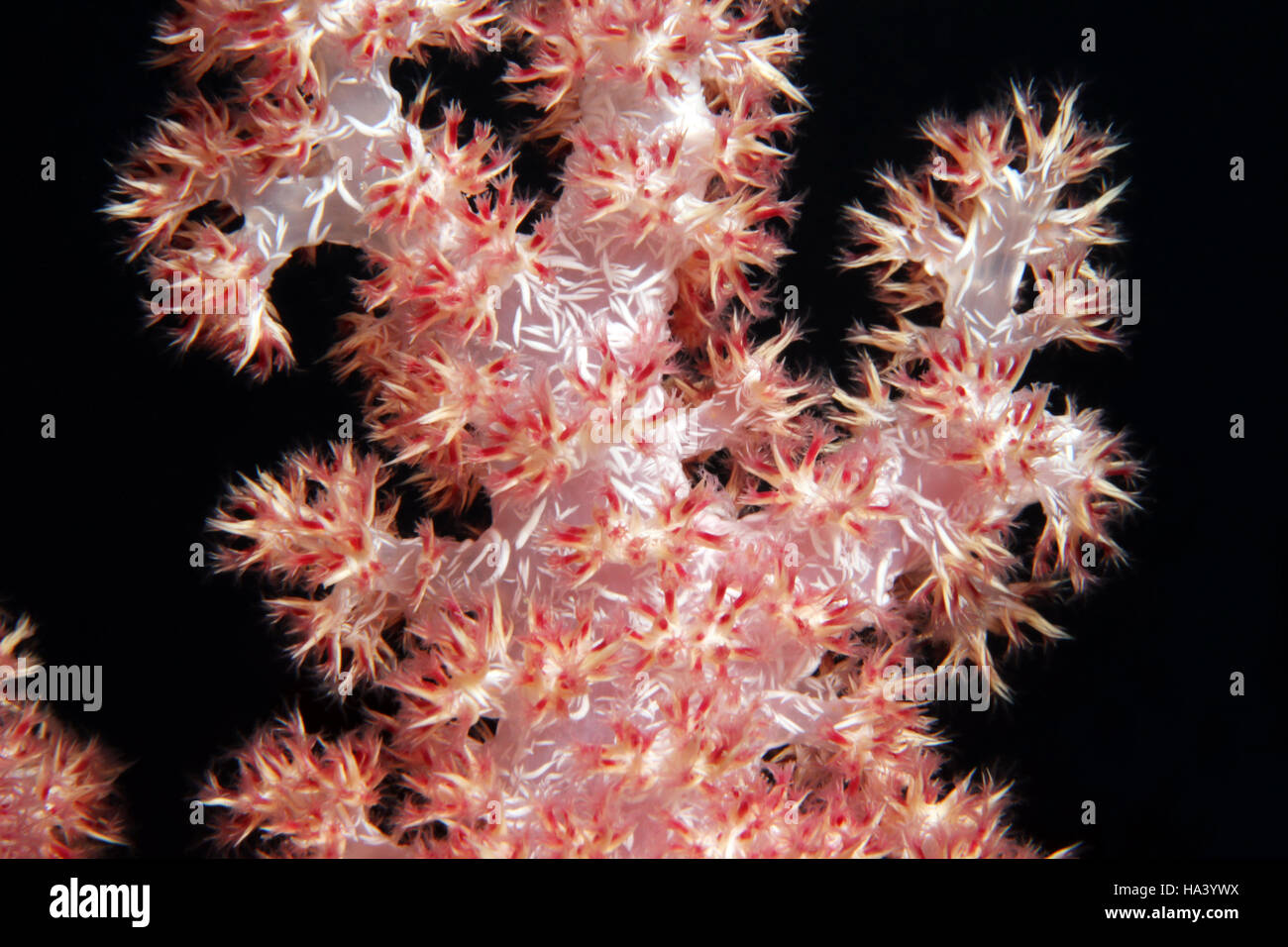 Soft Coral, Maldive Foto Stock