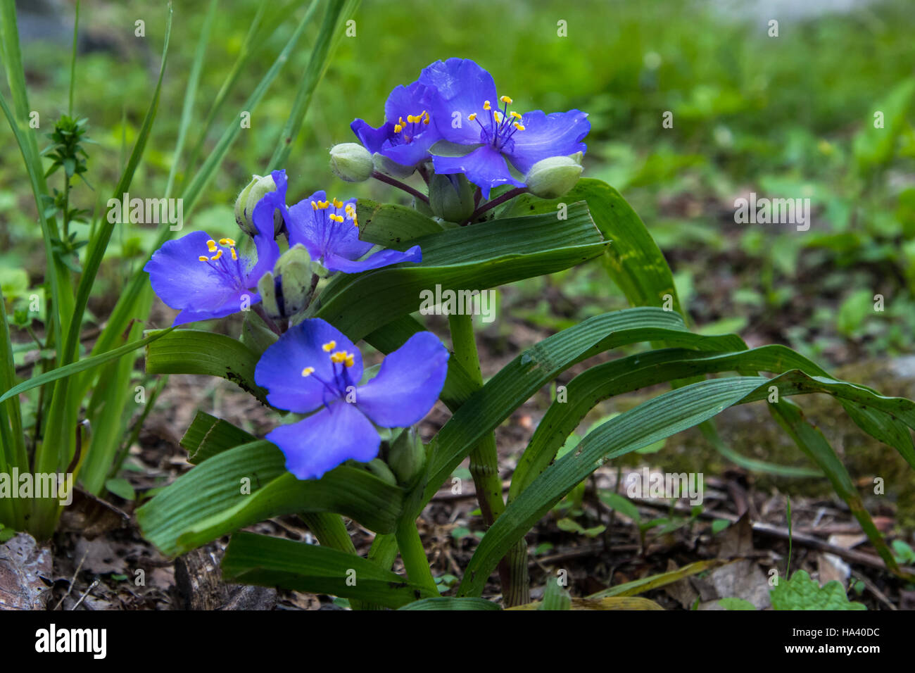 Fiori Spiderwort nella foresta di Virginia durante l inizio di estate Foto Stock