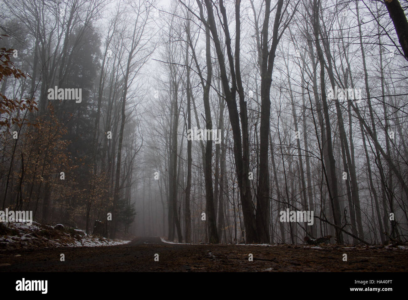 Strada sterrata ma una foresta di nebbia Foto Stock