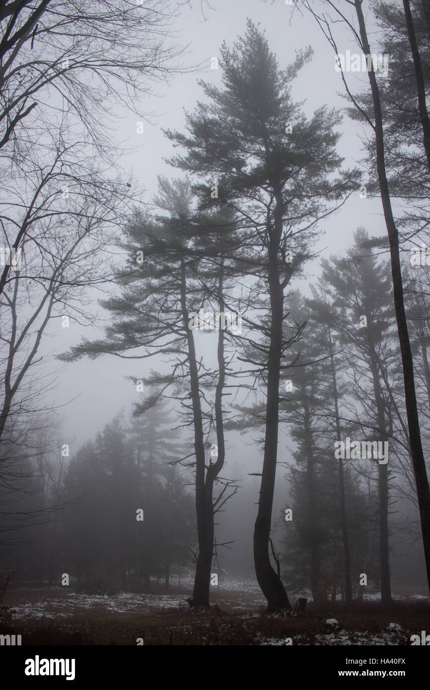 Due alberi di pino in un campo di nebbia Foto Stock