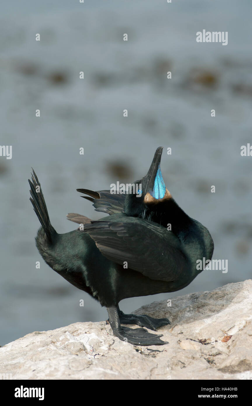 Brandt il cormorano (Phalacrocorax penicillatus) maschio, "pubblicità" display per attrarre femmine, Monterey, California Foto Stock