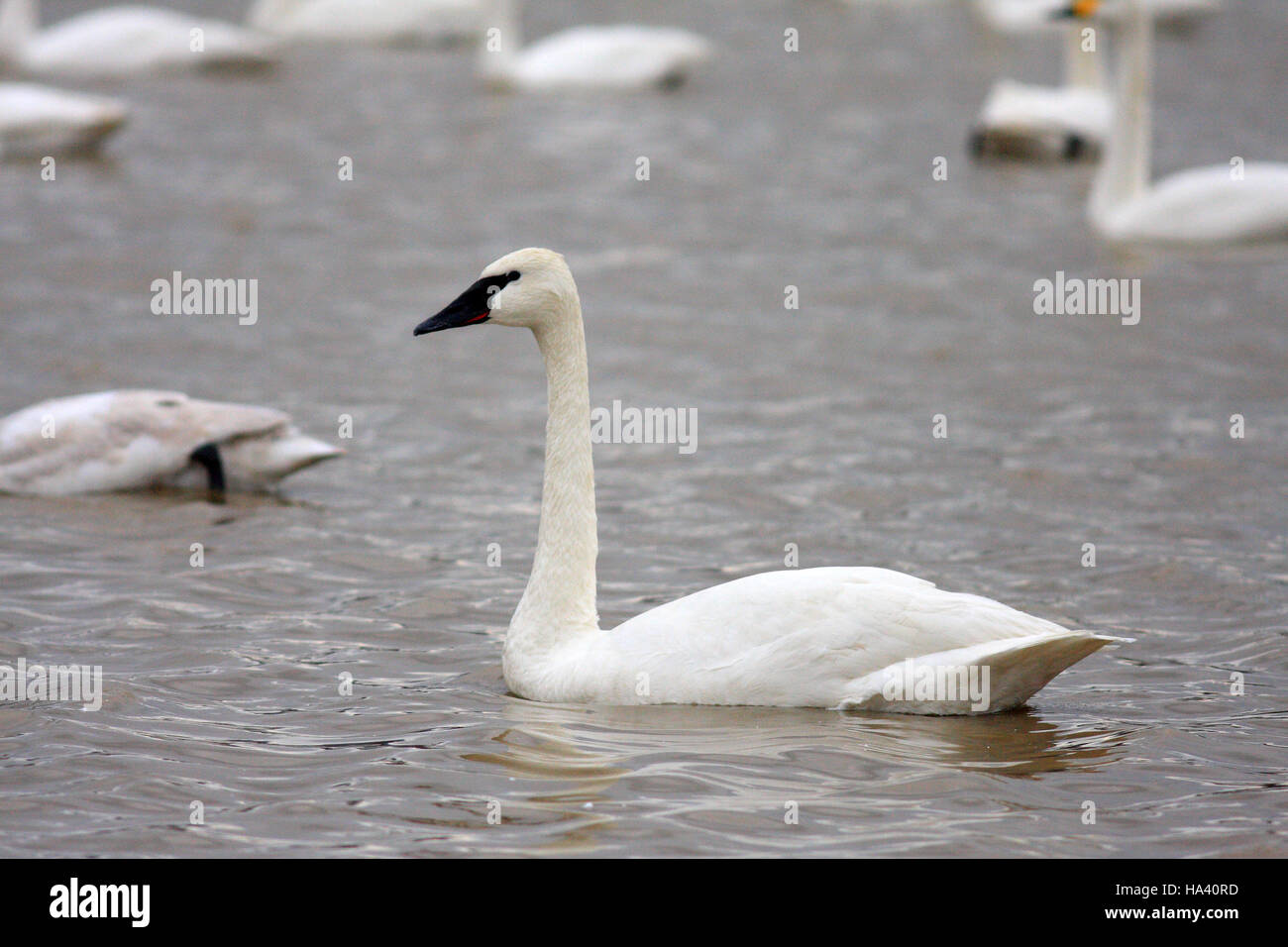 Trumpeter swan (Cygnus buccinatore) in Giappone Foto Stock