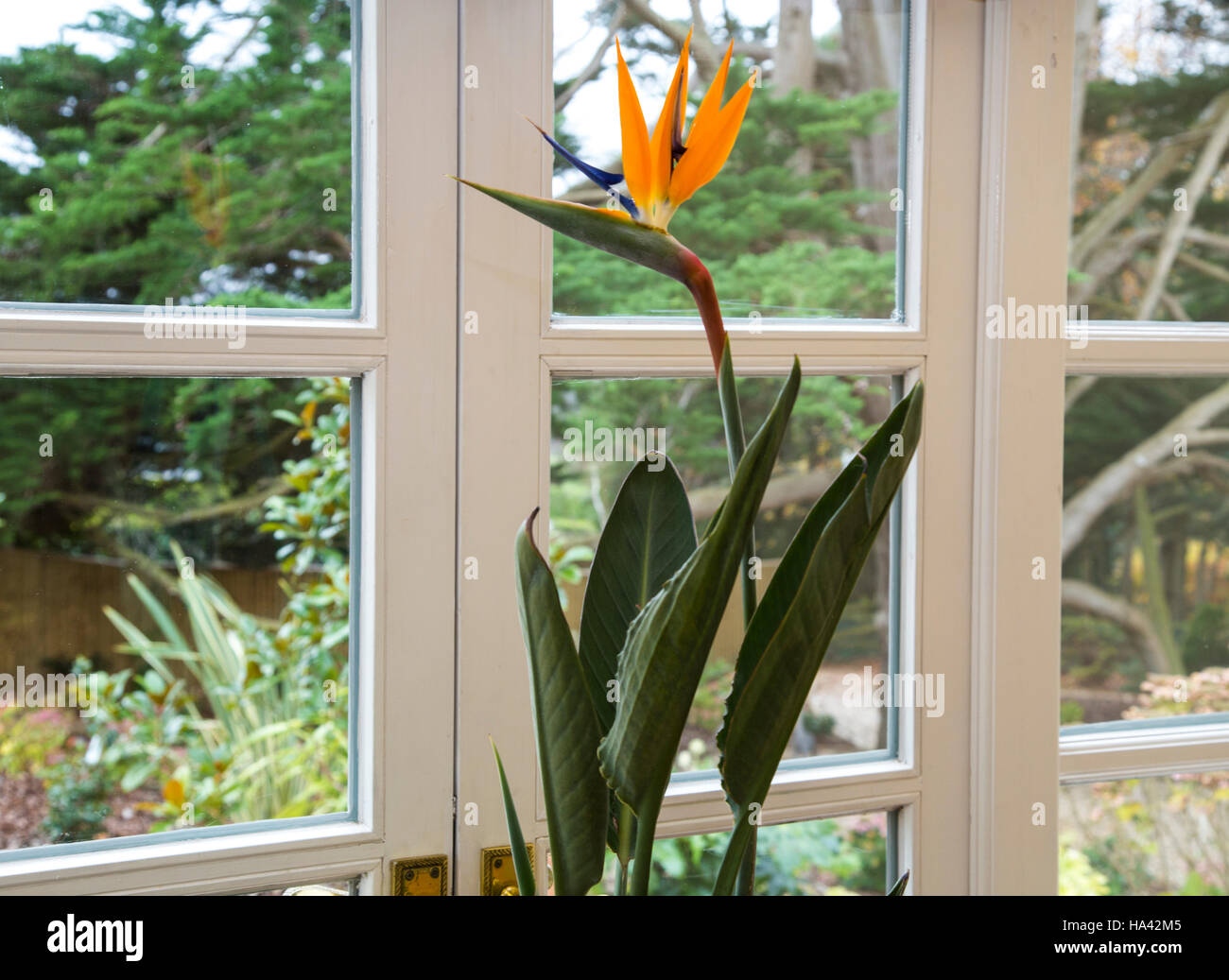 Uccello del Paradiso fiore, strelitzie, della famiglia Strelitziaceae, cresce come una pianta di casa in ambienti interni nel Regno Unito. Foto Stock
