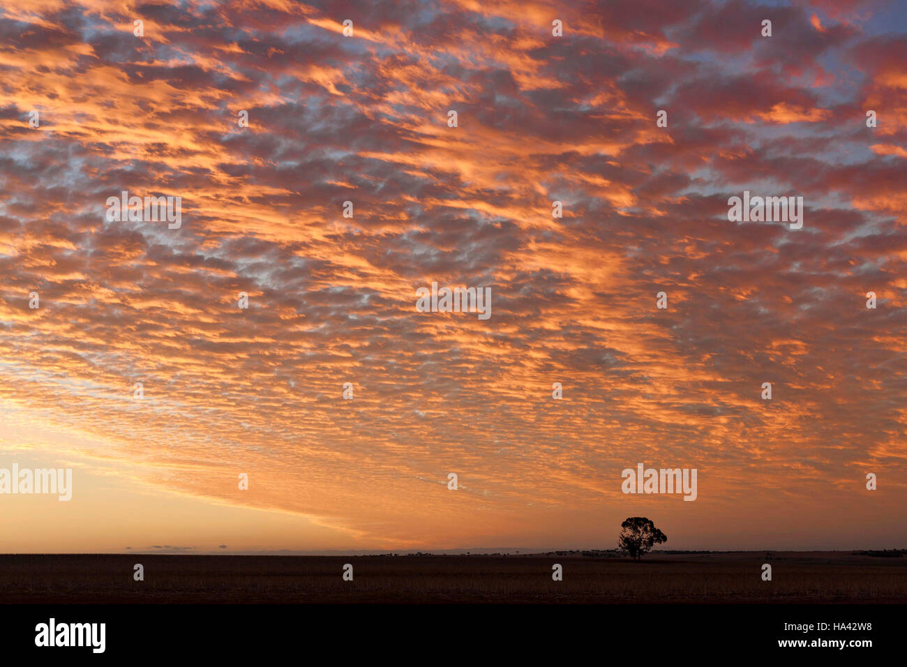 Nuvoloso Tramonto su terreno coltivato, Victoria Plains Western Australia Foto Stock