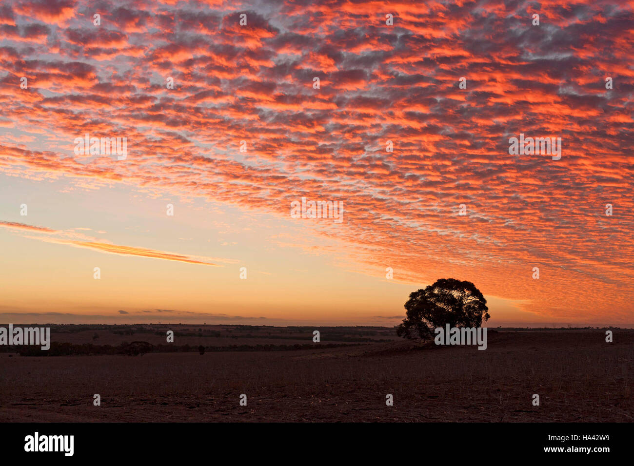 Nuvoloso Tramonto su terreno coltivato, Victoria Plains Western Australia Foto Stock