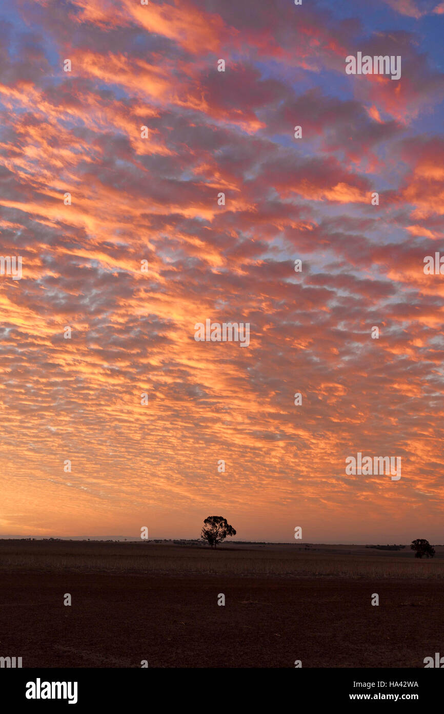 Nuvoloso Tramonto su terreno coltivato, Victoria Plains Western Australia Foto Stock