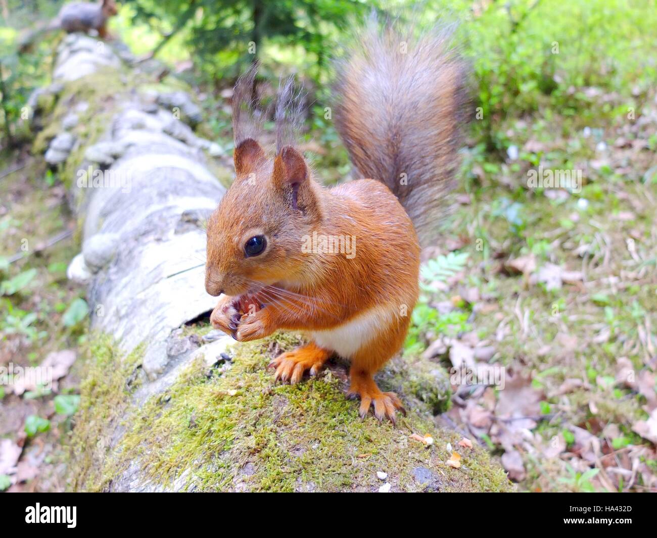 Scoiattolo carino mangiare un dado, estate pelliccia, Finlandia Foto Stock