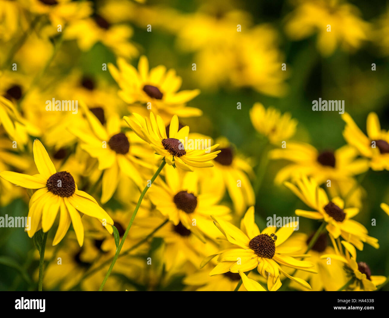 Rudbeckia hirta, chiamato black-eyed-susan, nella famiglia di girasole Foto Stock