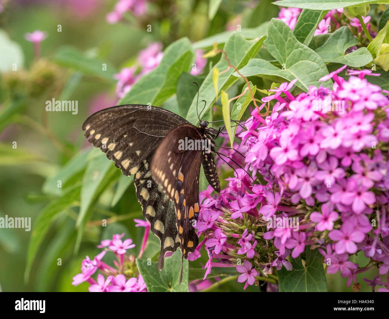 Tigre orientale a coda di rondine, Papilio glaucus è una specie di farfalla a coda di rondine nativa per Nord America orientale Foto Stock