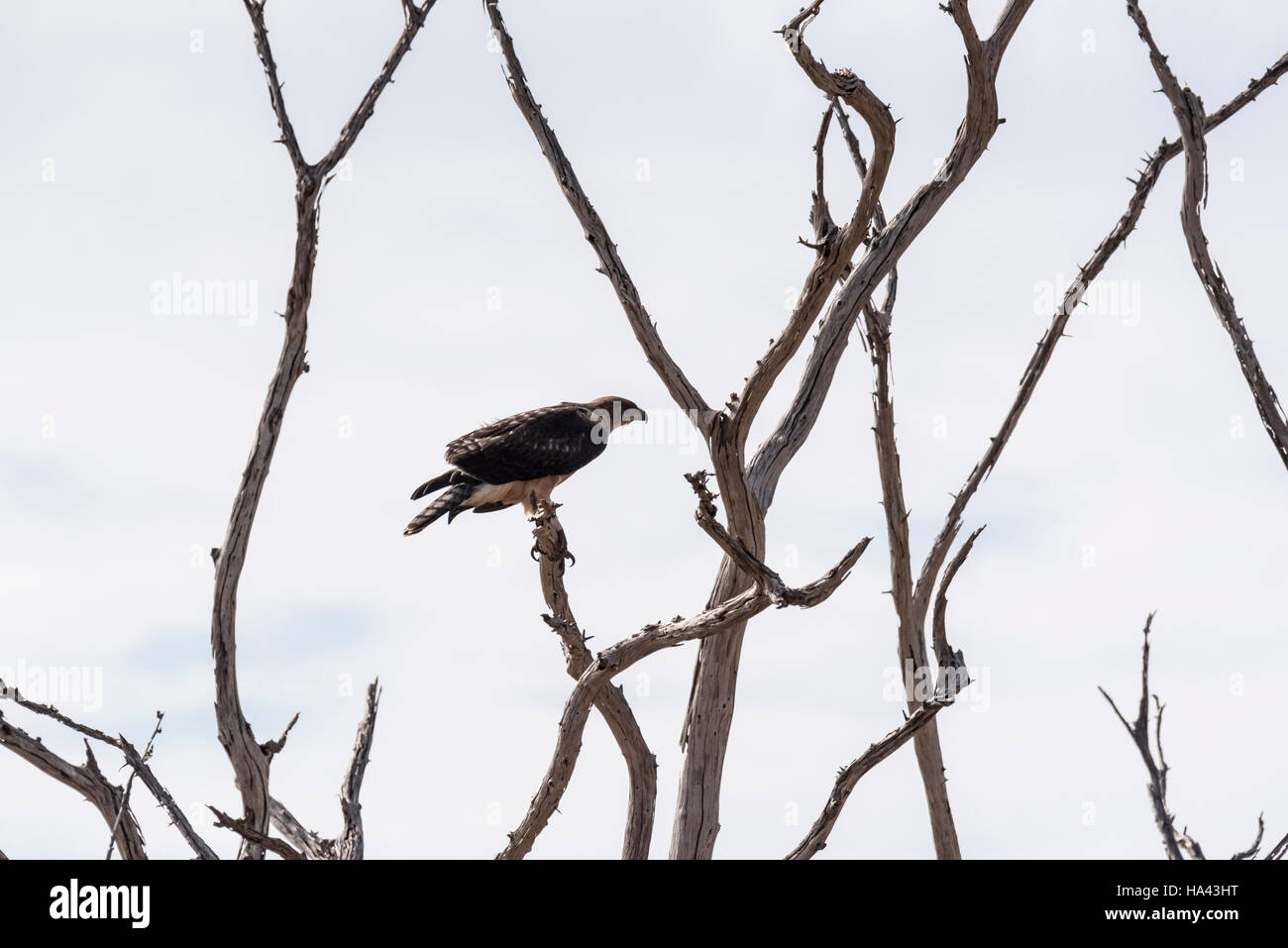 Un bambino Imperial Eagle appollaiato in una struttura ad albero Foto Stock