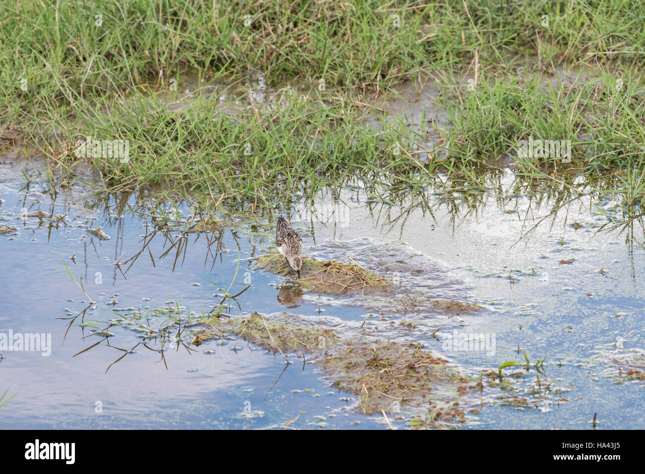 Un po' di stint con alimentazione di riflessione Foto Stock