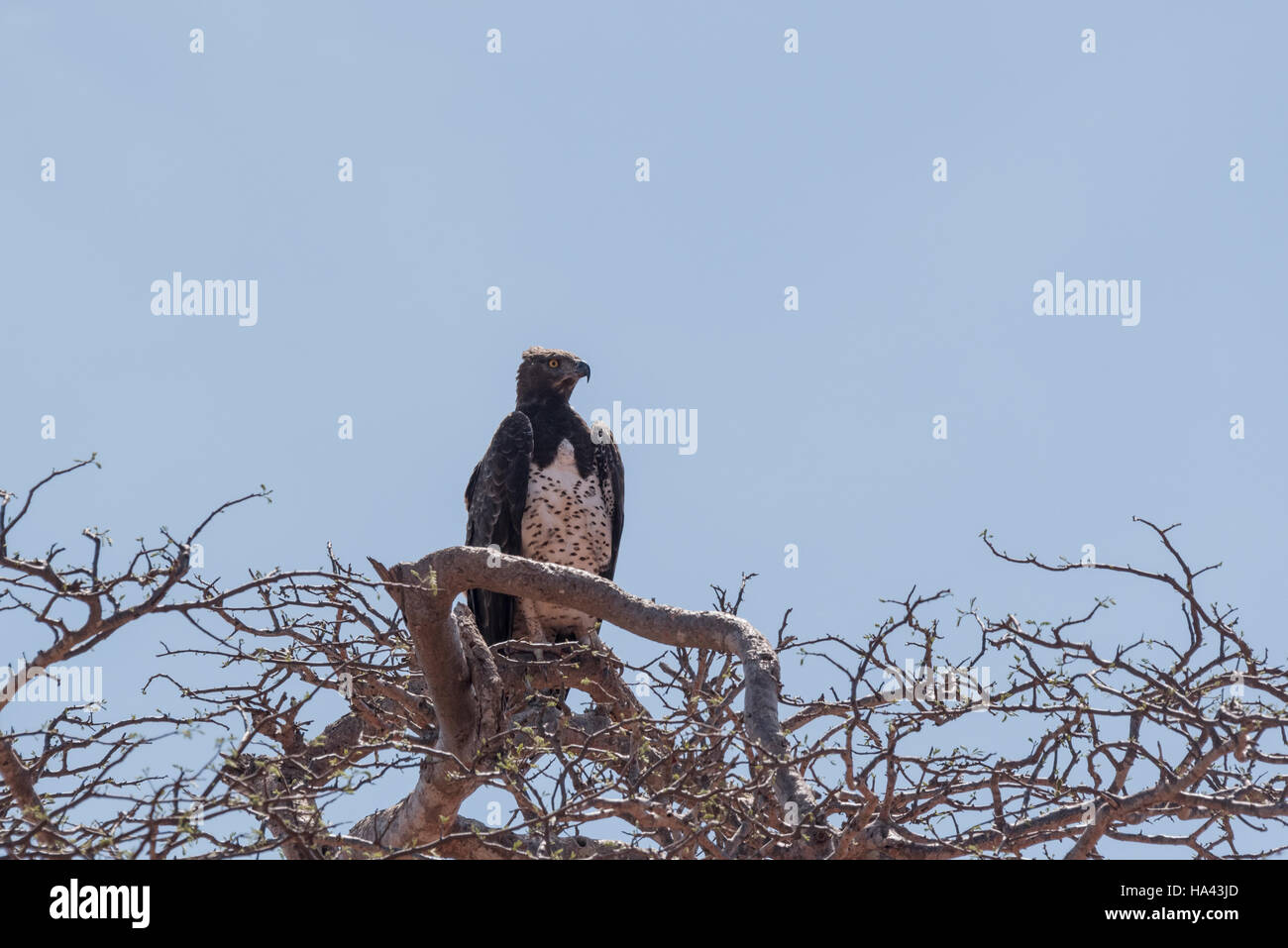 Un aquila marziale in una struttura ad albero Foto Stock