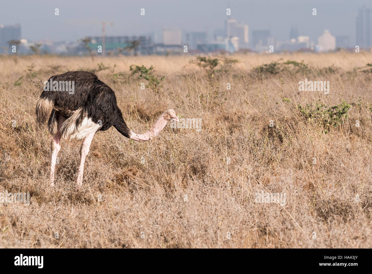 Un comune di struzzi nel Parco Nazionale di Nairobi e con la città stessa in background Foto Stock