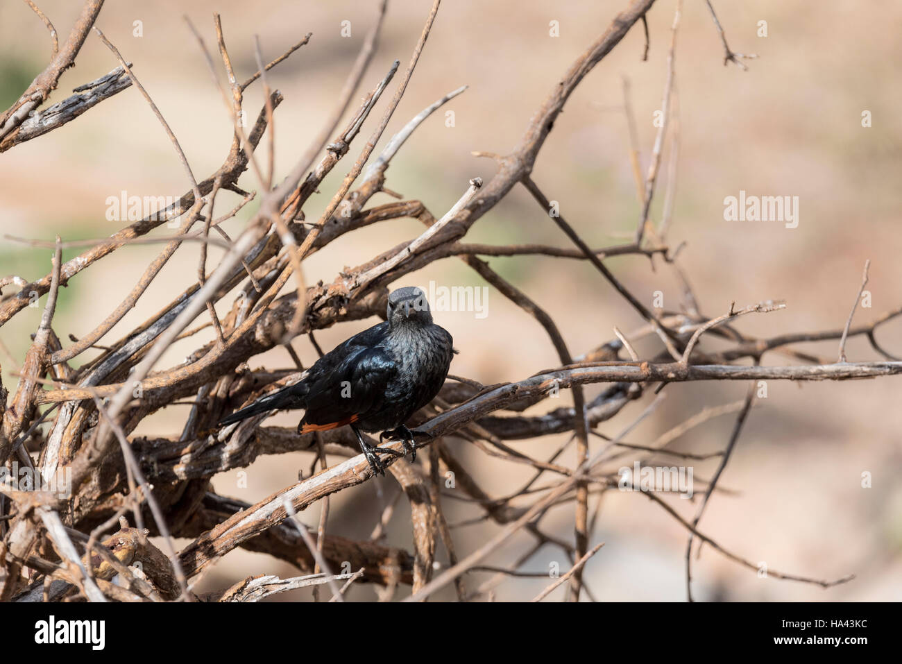 Un arroccato Red-Winged Starling Foto Stock