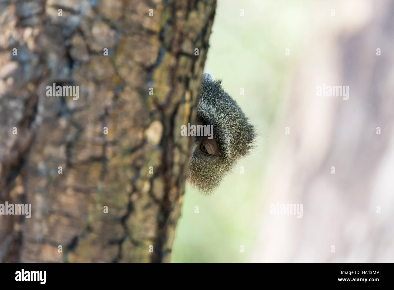 Un blu/ Sykes Monkey il peering fuori da dietro un tronco di albero Foto Stock