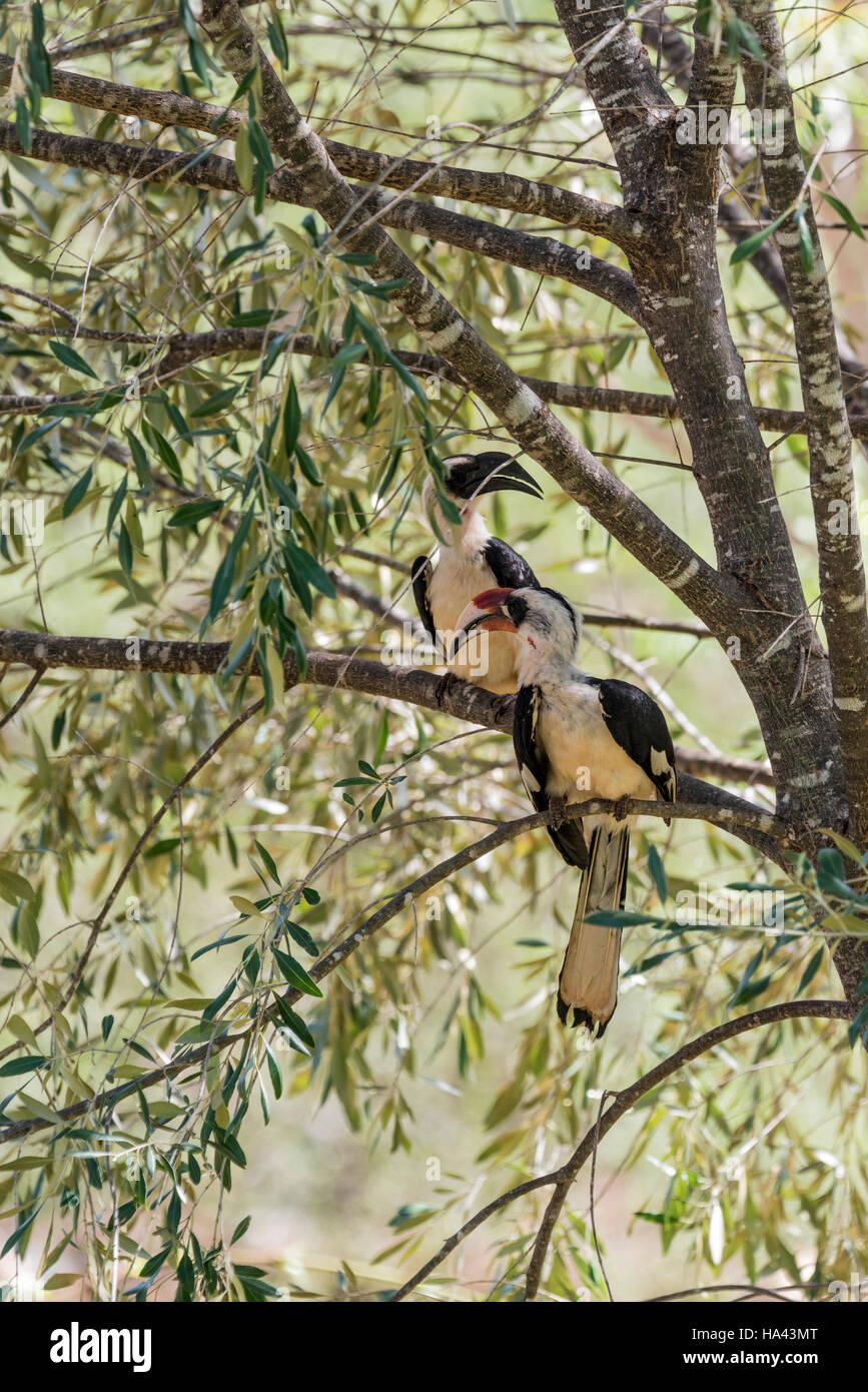 Due Von der Decken Hornbills della seduta in una struttura ad albero Foto Stock