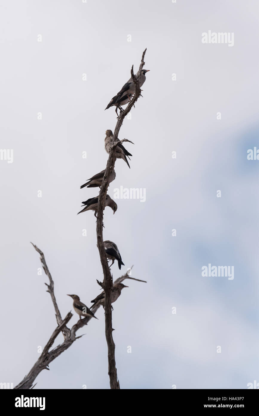 Un piccolo gregge di Wattled storni appollaiato su un ramo Foto Stock