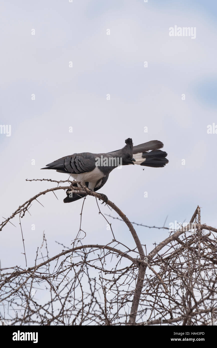Un bianco gonfiato andare lontano bird preening in una struttura ad albero Foto Stock
