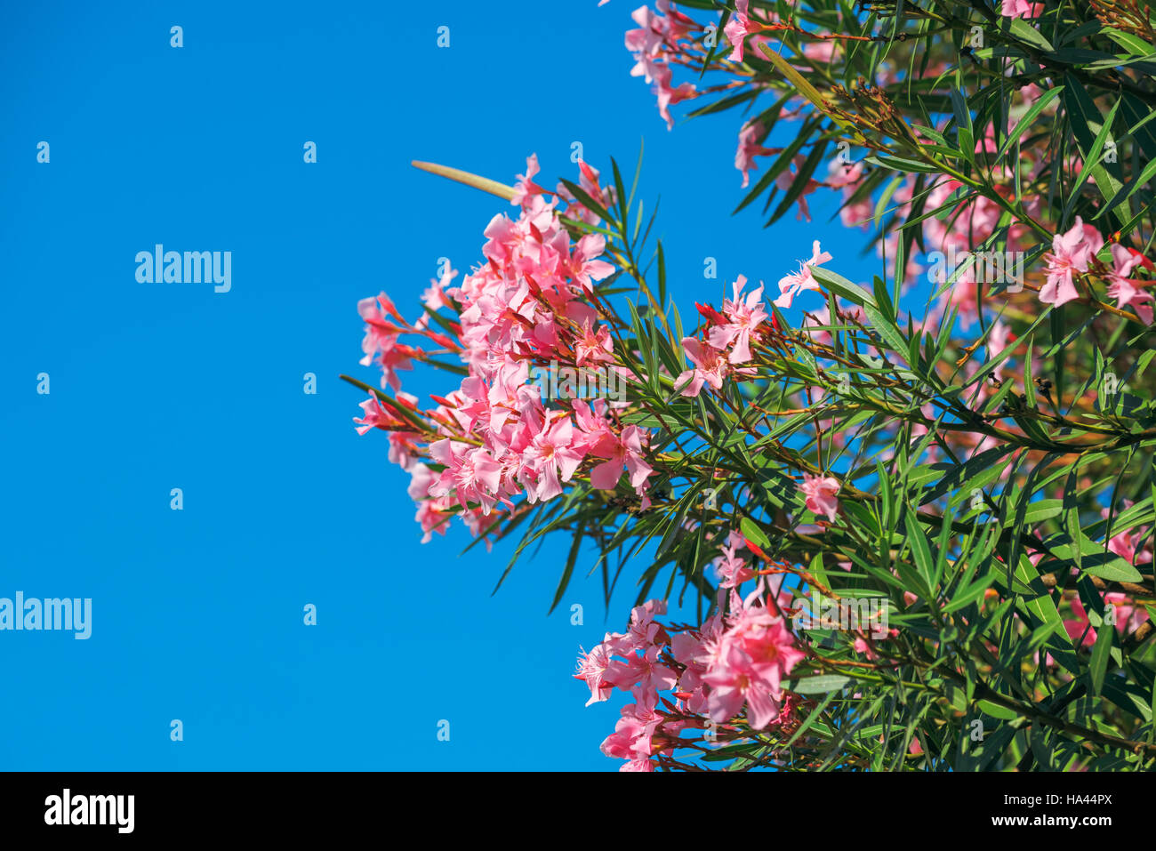 Di un bel colore rosa Nerium oleander fiori contro il cielo blu sulla luminosa giornata estiva Foto Stock