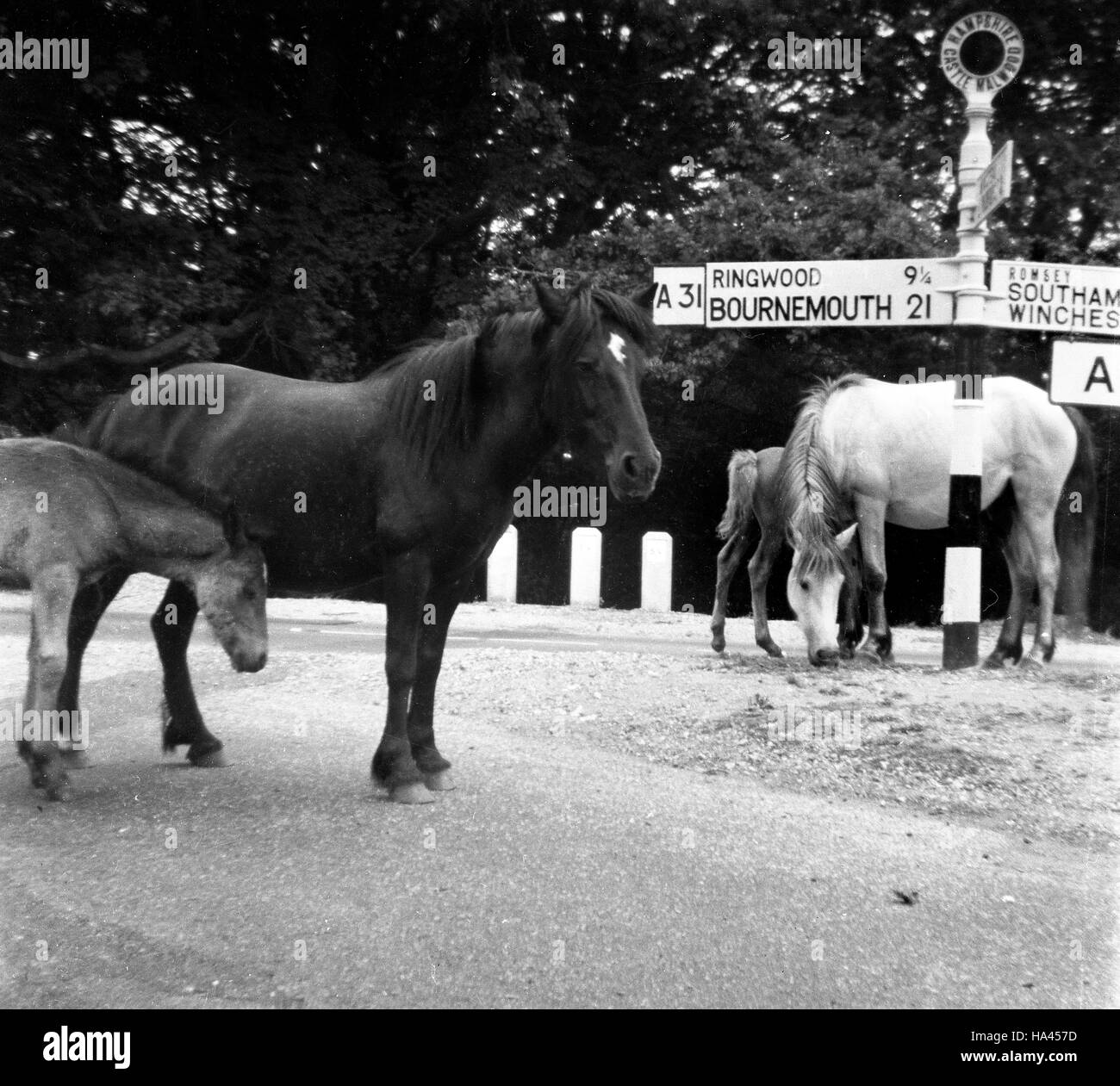 New Forest pony sul nodo stradale presso il Castello Malwood in Hampshire Regno Unito 1960 Foto Stock