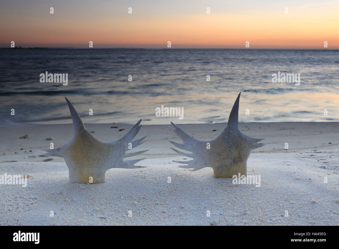 Tartaruga di mare le ossa, Natale (Kiritimati) Isola, Kiribati Foto Stock