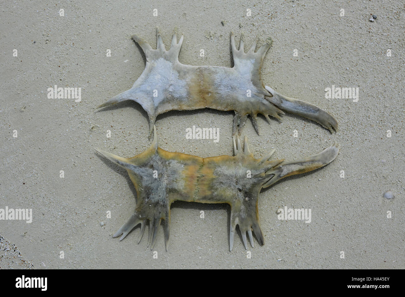 Scheletro Tartaruga In Resina - Campione Educativo Per Collezionisti E Scienza - Foto 4