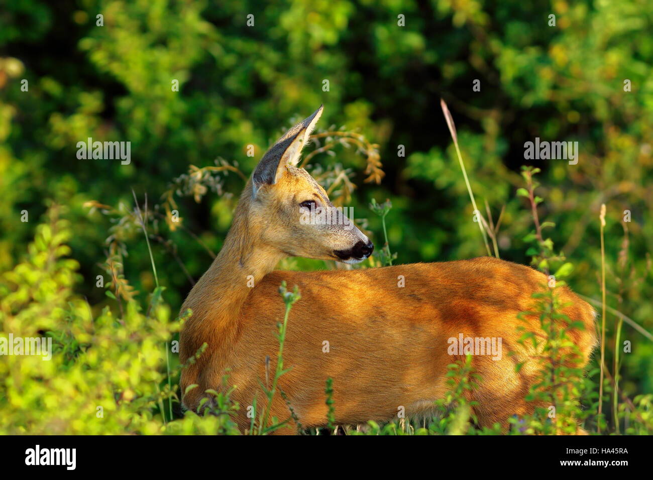 Close up selvatica caprioli doe nella foresta ( Capreolus ) Foto Stock